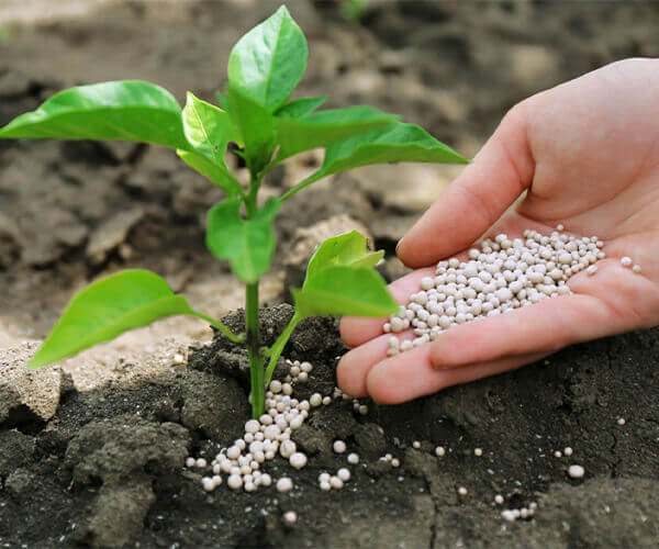 Shandong Tianli Pharmaceutical